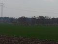 Kraniche 3