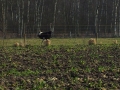 Vogel Strauß 2