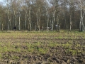 Vogel Strauß 3