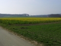 Blühende Rapsfelder