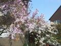 Magnolienblüte