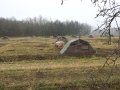 Schweinezucht 1